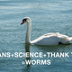 Illustration for article titled 7 Swans Scientists Should Turn Into Worms